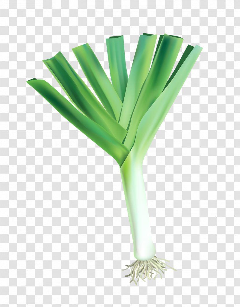 Vegetable Onion Illustration - Vector Leaves Transparent PNG