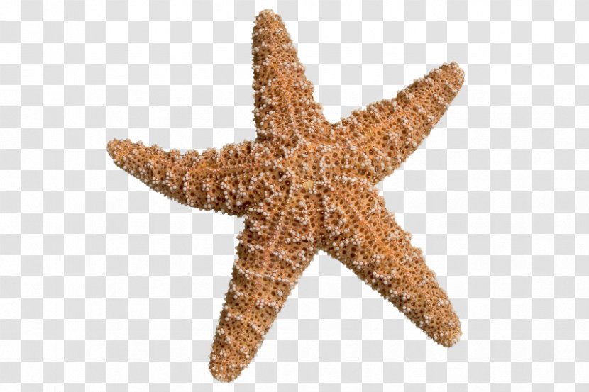 The Star Thrower Starfish Shore Stock Photography Sea - Ocean Transparent PNG