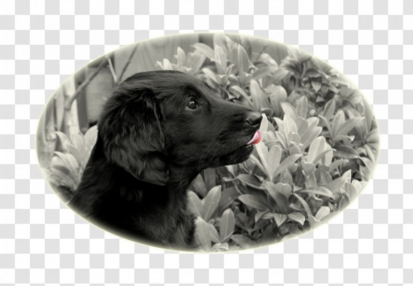 Dog Breed Puppy Sporting Group Retriever Transparent PNG