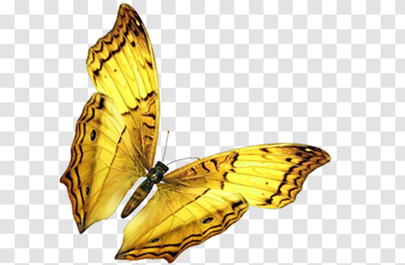 Butterfly Insect Wing - Antenna - Golden Transparent PNG
