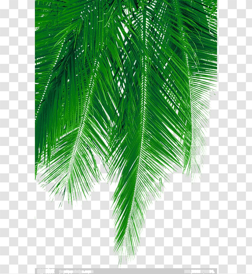 Arecaceae Leaf Green - Pine - Fresh Coconut Leaves Picture Material Transparent PNG