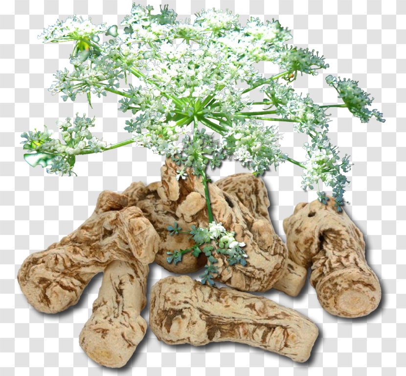 Herb Female Ginseng Dietary Supplement Flowerpot Health - Cartoon - Tree Transparent PNG