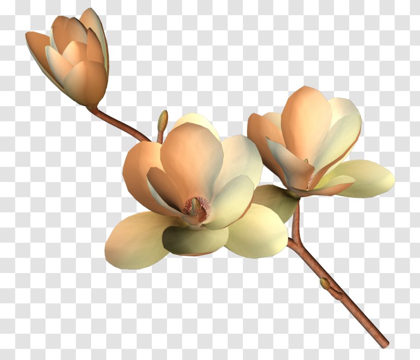 Flower Rose - Petal - Floral Pattern Transparent PNG
