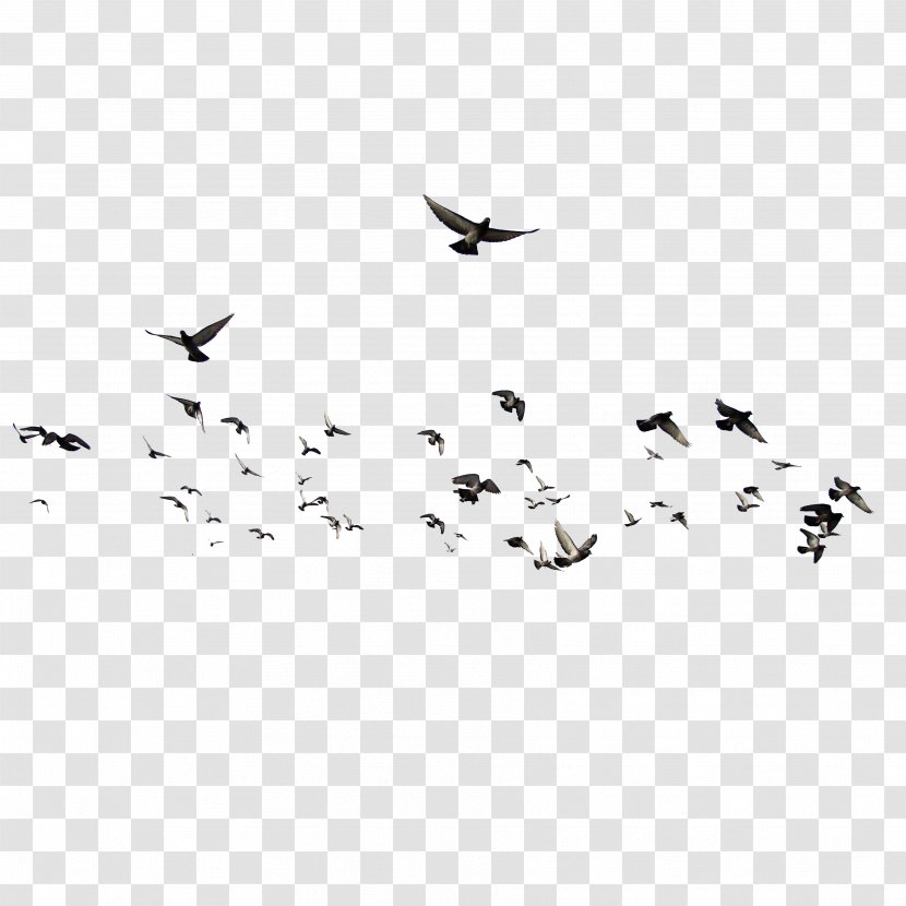 Bird Brusnitsyny Mansion - Monochrome Photography - Birds Transparent PNG