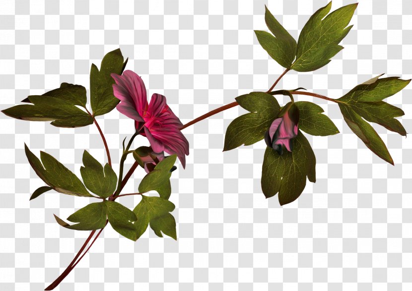Flower Plant Stem Photography Clip Art - Leaf Transparent PNG