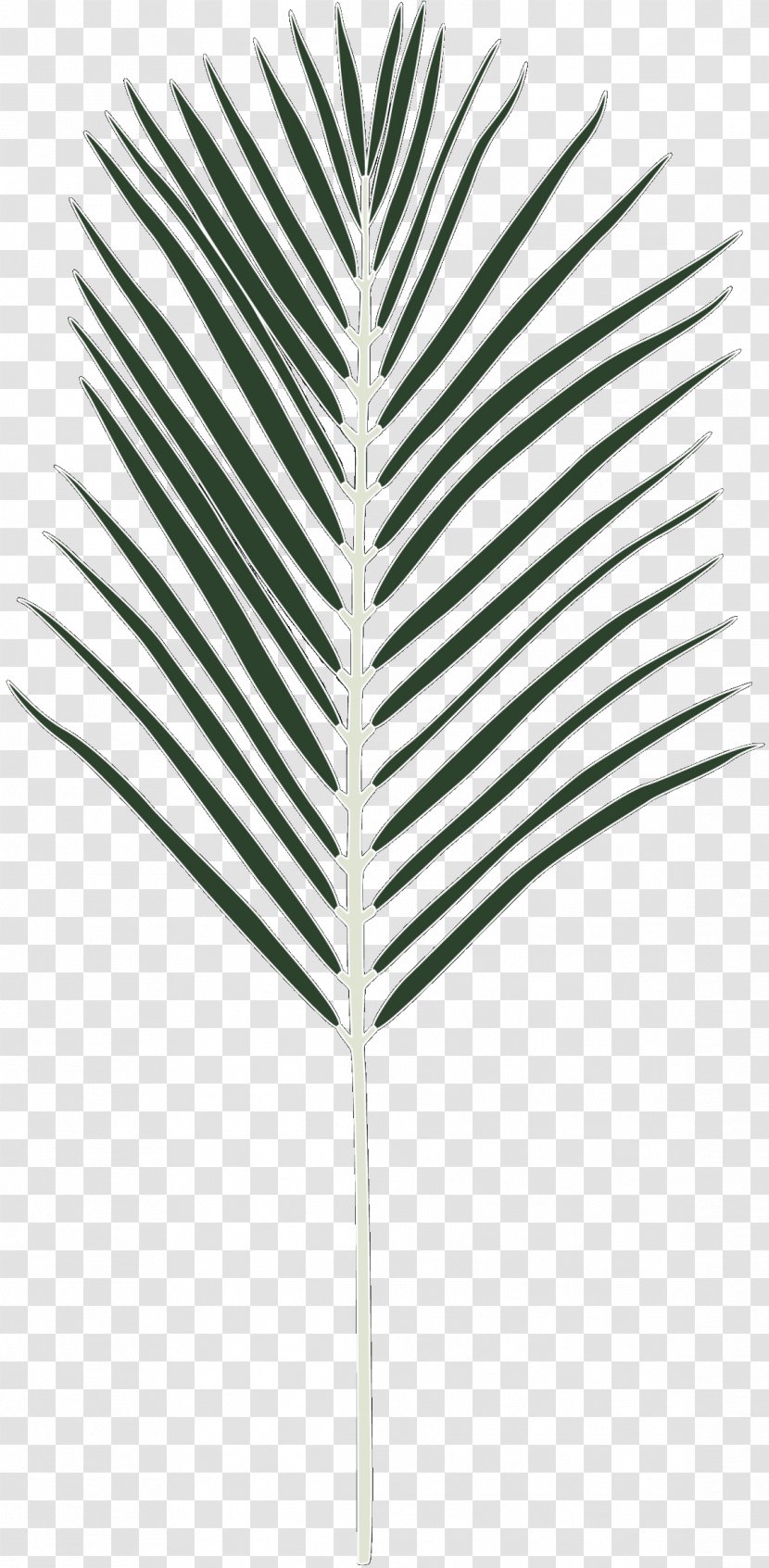 Palm Trees Line Leaf - Plant - Arecales Transparent PNG