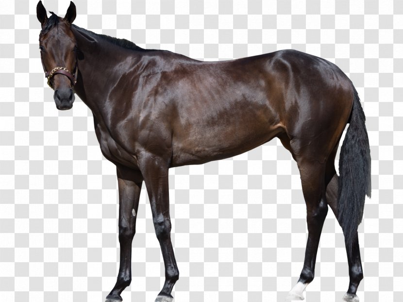 Belgian Warmblood Horse Shire Holsteiner Thoroughbred - Harness - Livestock Transparent PNG