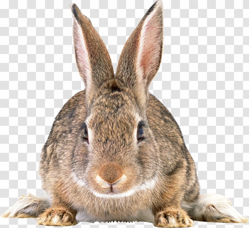 Easter Bunny Rabbit Hare - Gray Image Transparent PNG