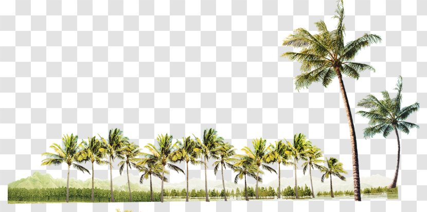 Coconut Clip Art Desktop Wallpaper Tree - Landscape - Summer Party Background tree Transparent PNG