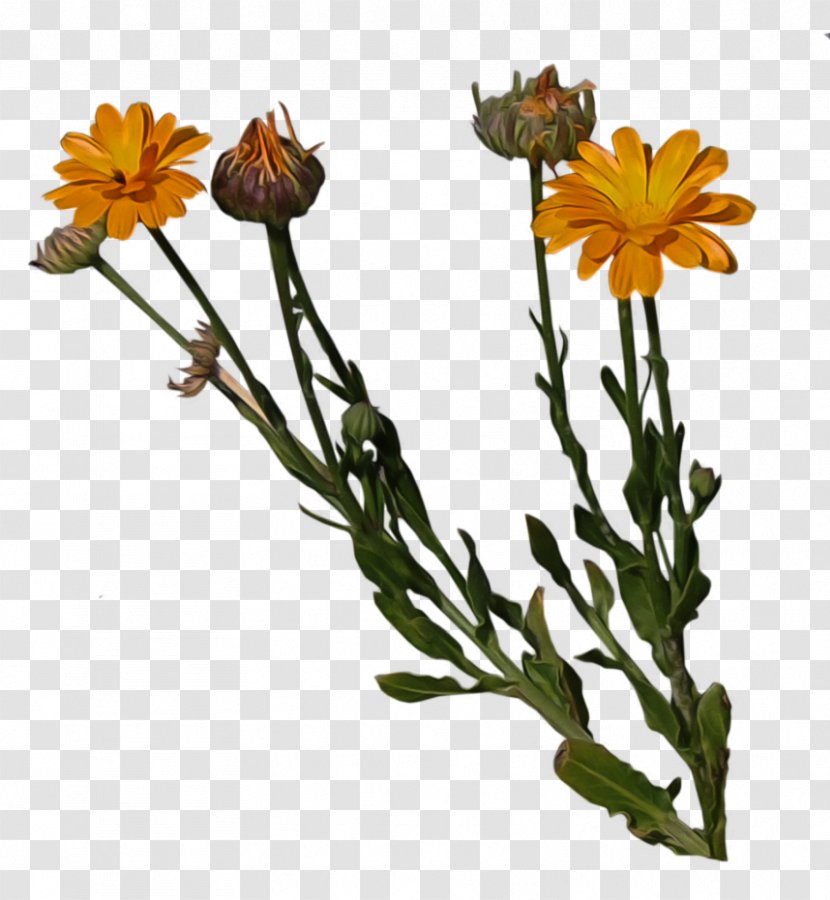 Cut Flowers Pot Marigold Plant Stem - Orange Flower Transparent PNG