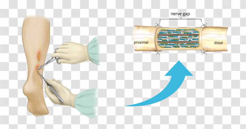 Toothbrush - Joint - Jaw Transparent PNG