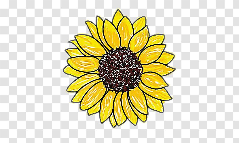 Drawing Sunflower Image Sketch Art - Yellow - Girasol Sign Transparent PNG