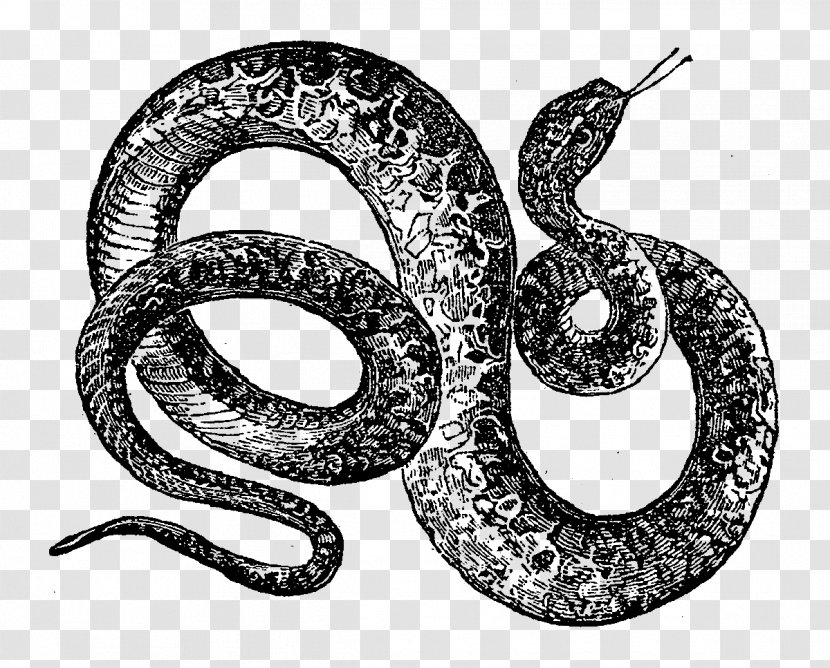 Rattlesnake Reptile Drawing Vipers - Serpent - Digital Illustration Transparent PNG