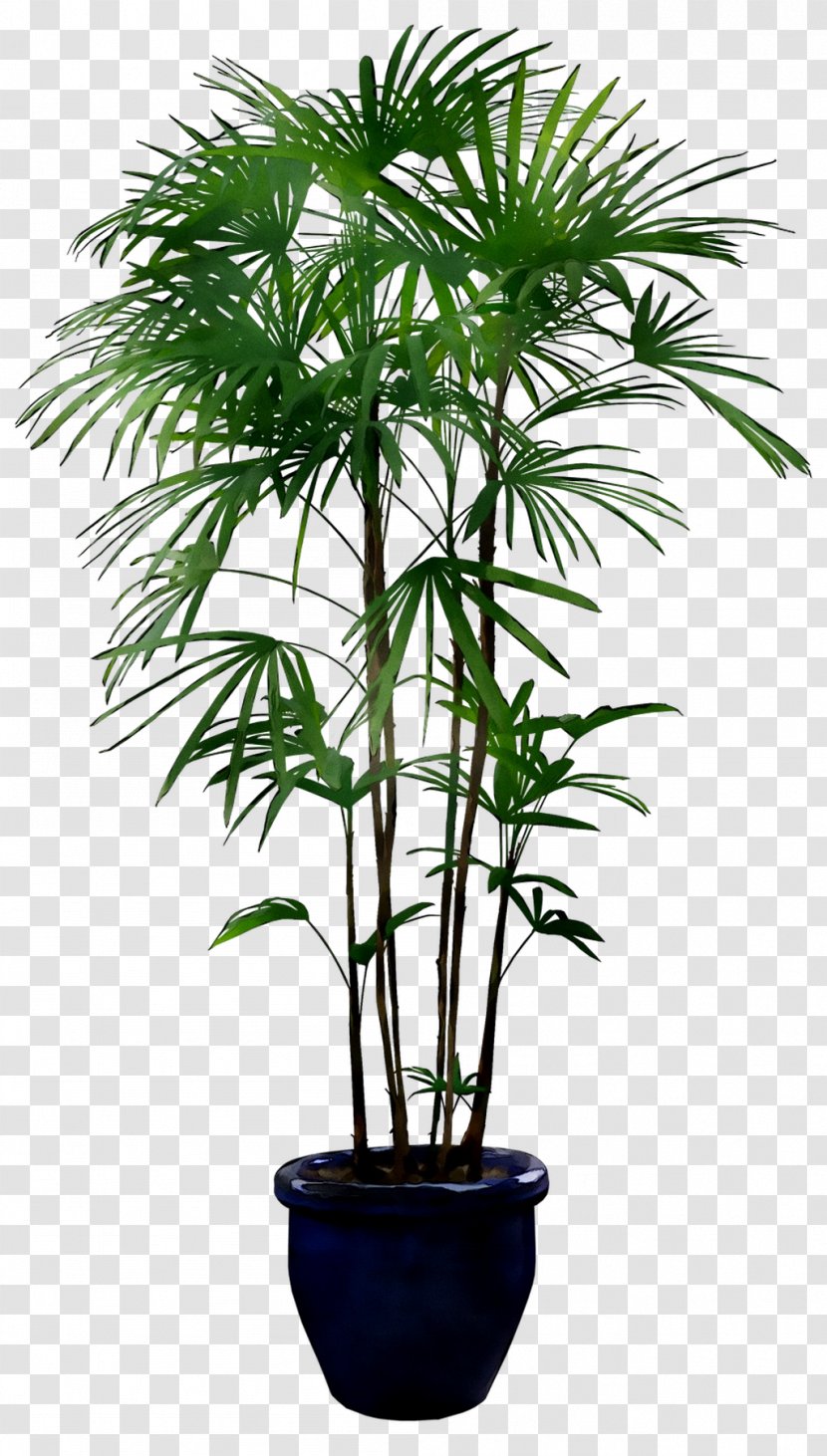 Plants Palm Trees Image Flowerpot - Tree Transparent PNG
