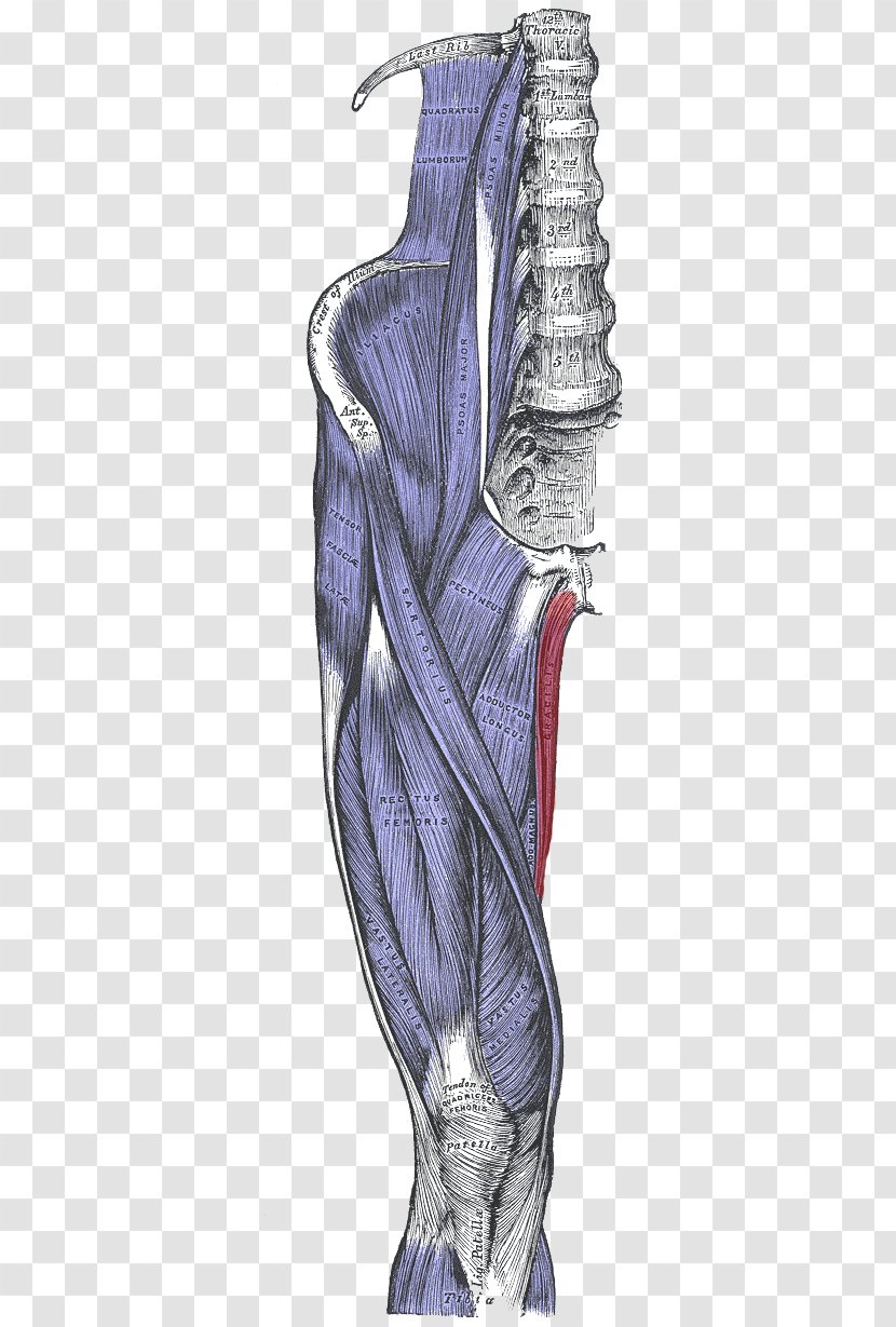 Sartorius Muscle Gracilis Rectus Femoris Semitendinosus - Tree - Anatomy Transparent PNG