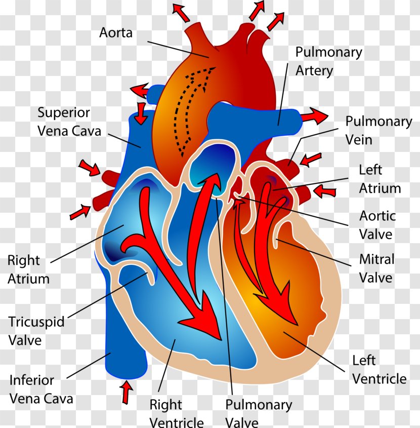 The Cardiovascular System Circulatory Heart Human Body Anatomy - Frame Transparent PNG