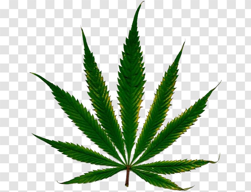 Cannabis Cultivation Leaf Nutrient Hemp - Plant Transparent PNG
