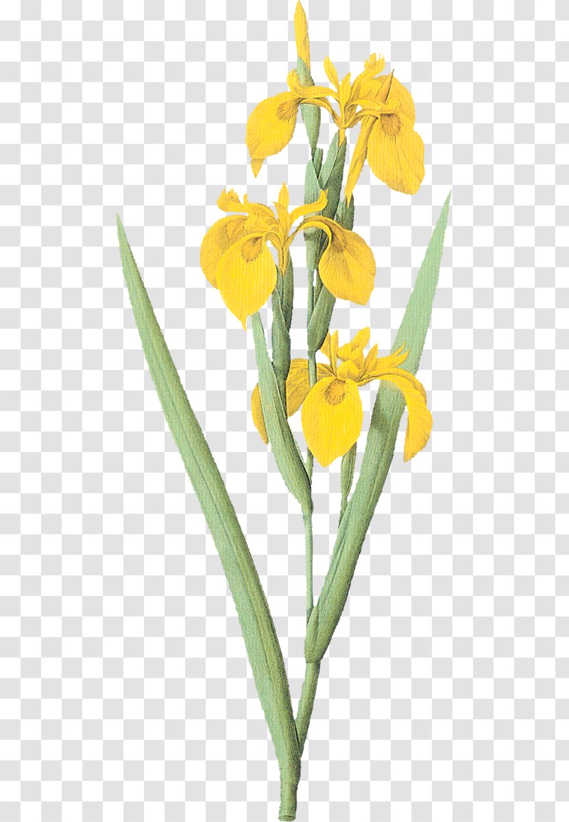 Les Liliacées Irises Painting Paper - Oil Transparent PNG