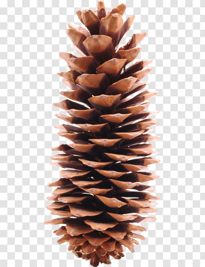 California Foothill Pine Conifer Cone Conifers Strobilus - Spruce - Nut Transparent PNG