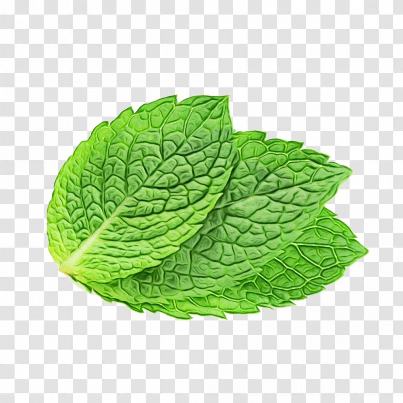 Green Tea Leaf - Herbal - Flower Plant Transparent PNG