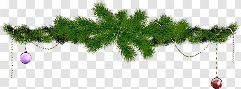 White Pine Tree Plant American Larch Leaf - Family Red Transparent PNG