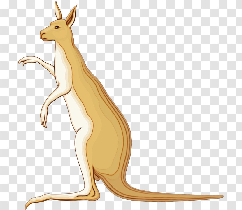 Macropods Kangaroo Hares Marsupials Tail Transparent PNG