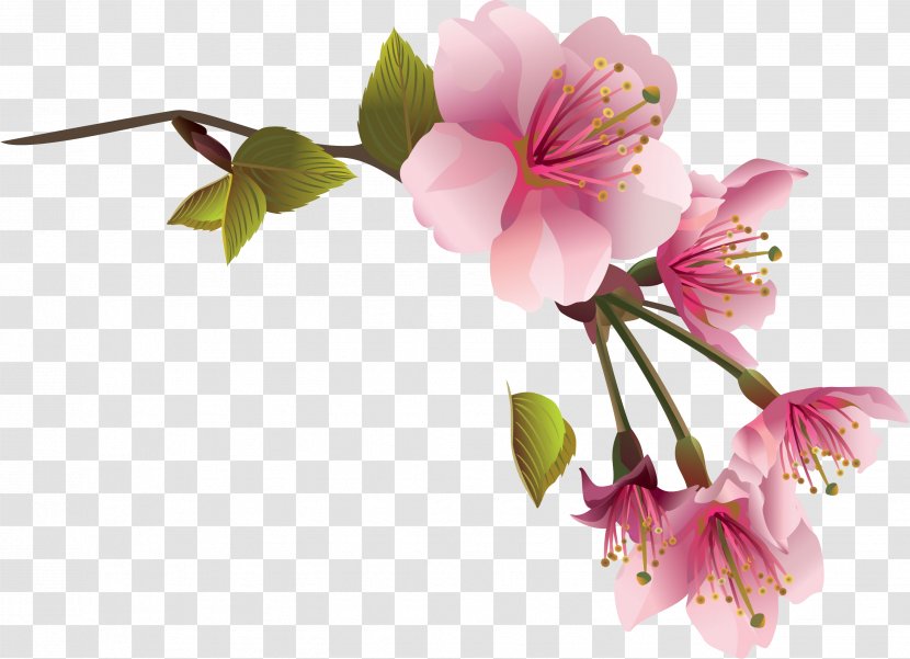 Flower Spring Magnolia Clip Art - Plant Transparent PNG