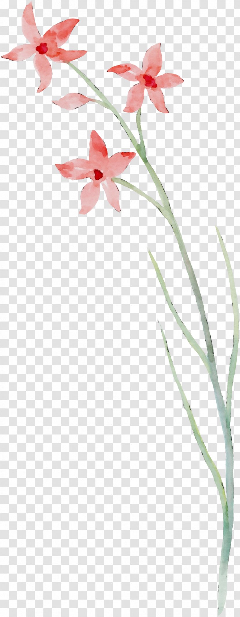 Flower Flowering Plant Pedicel Petal - Paint - Stem Transparent PNG