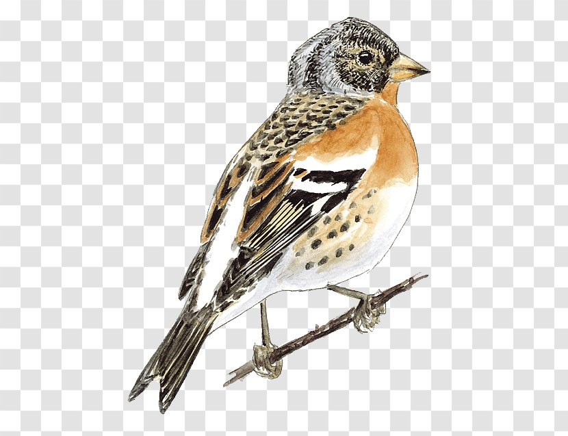 Brambling House Sparrow Ortolan Bunting Finch Bird - Winter Transparent PNG