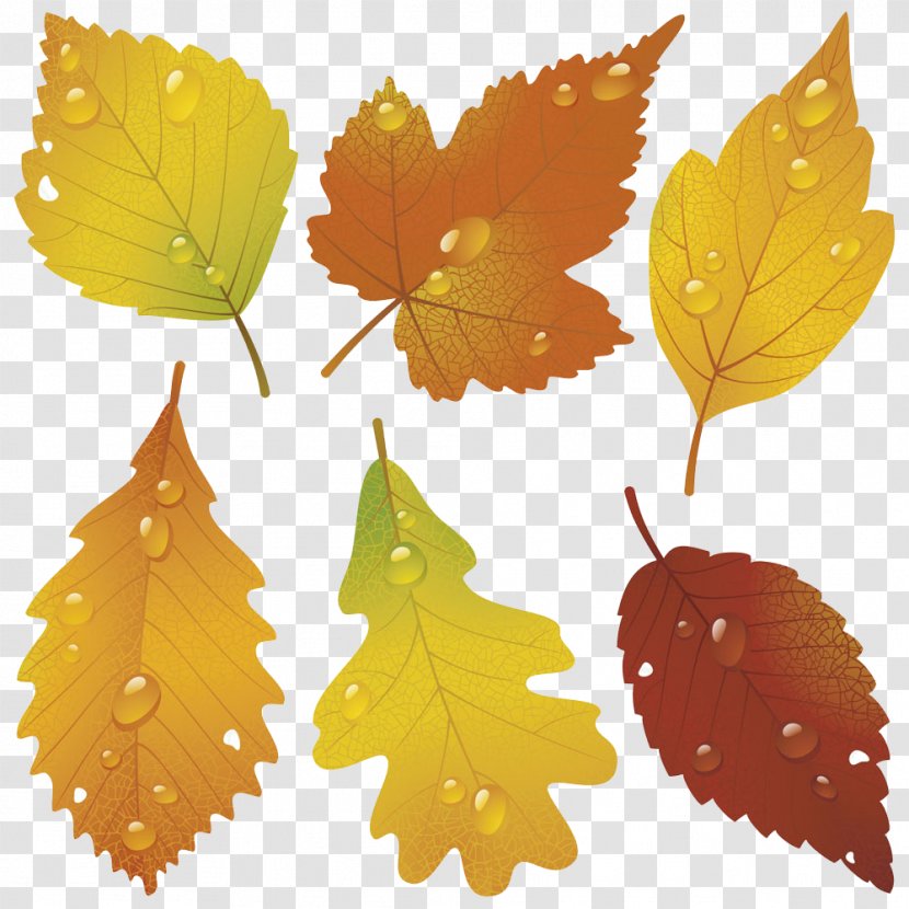 Autumn Leaf Royalty-free Illustration - Deciduous - Leaves With Water Droplets Transparent PNG