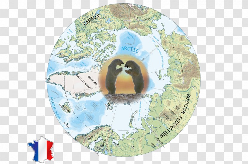 Flightless Bird Polar Route Transparent PNG