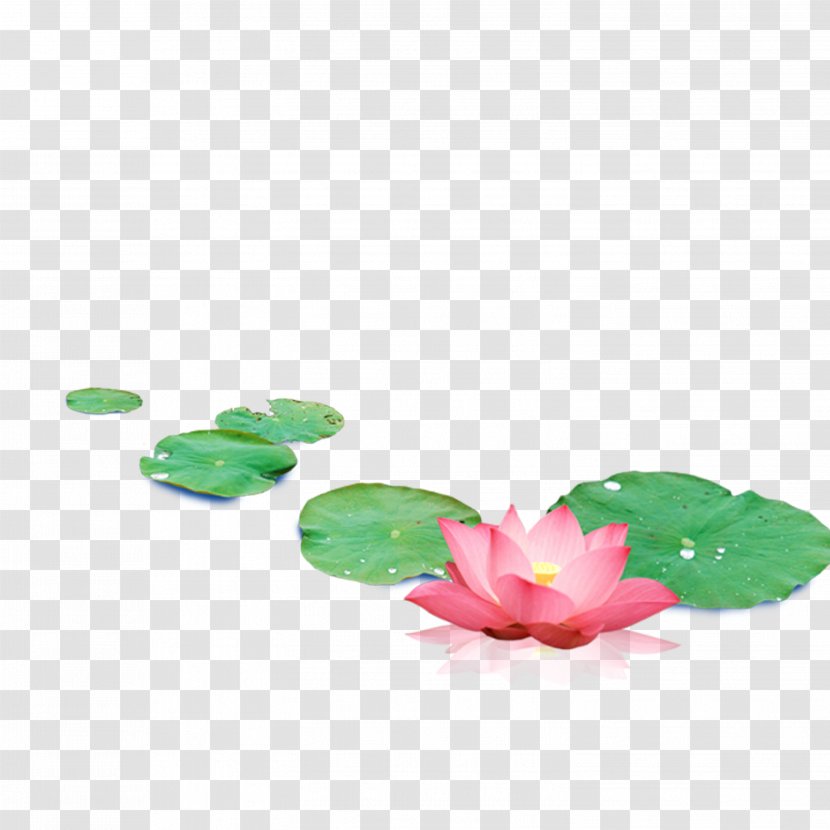 Yinchuan Nelumbo Nucifera Creative Work Web Design - Lotus Transparent PNG