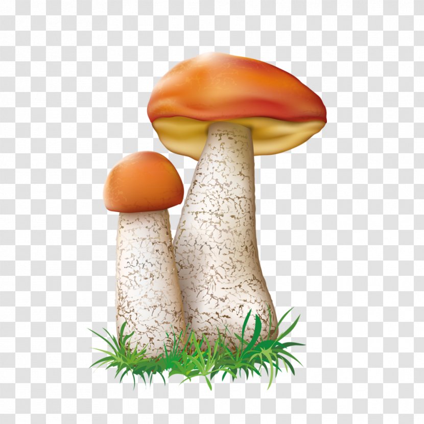 Leccinum Aurantiacum Mushroom Fungus Illustration - Free Mushrooms Painting Pull Material Transparent PNG