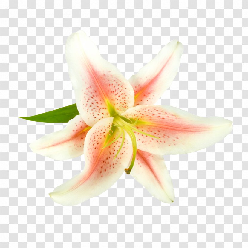 Lilium Pink Flower White - Royaltyfree - Flowers Cartoon Stock Image,Beautiful Lily Transparent PNG
