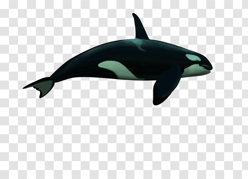 Cetacea PhotoScape GIMP - Biology - Dolphin Transparent PNG
