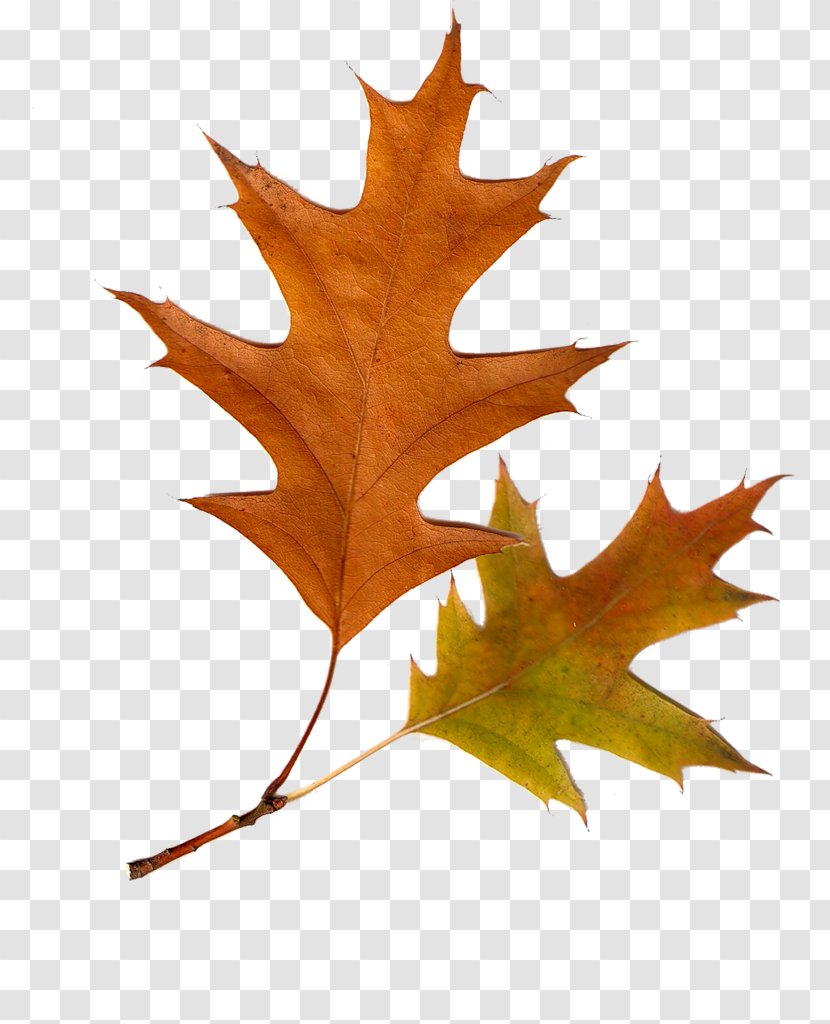 Autumn Leaves Leaf Color Tree Transparent PNG