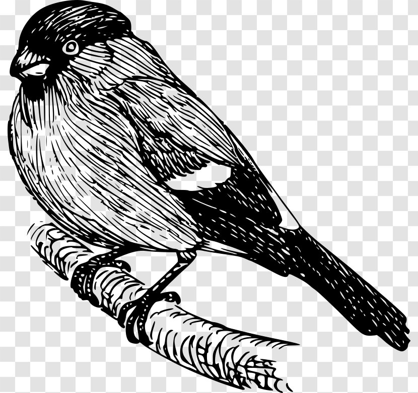 Finch Drawing Clip Art - Black And White - Bullfinch Transparent PNG