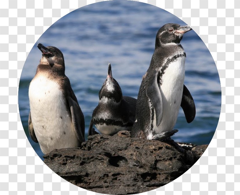 The Galapagos Penguin Calendar Fauna - Travel Transparent PNG