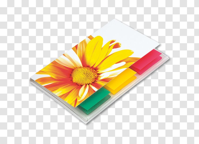 Transvaal Daisy Rectangle - Flower - Lack Transparent PNG