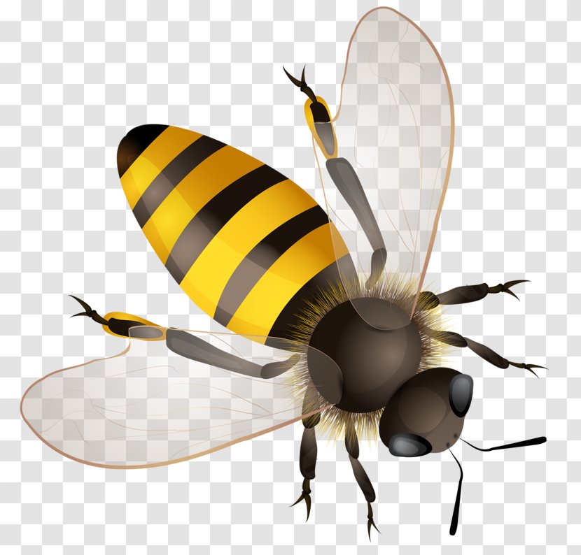 Honey Bee Clip Art - Insect - Yellow Transparent PNG