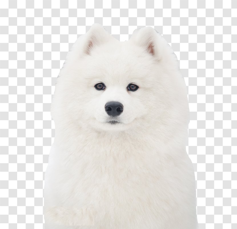 american eskimo dog and samoyed