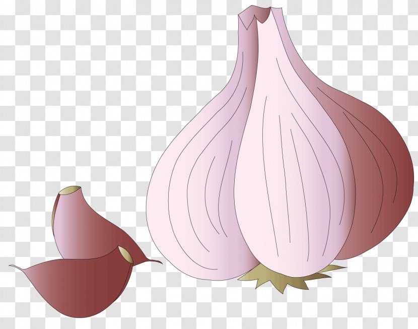 Garlic Vegetable - Petal - A Transparent PNG