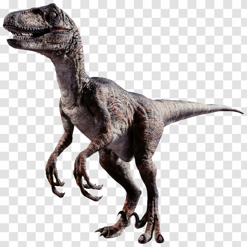 Combat Of Giants: Dinosaurs 3D Velociraptor Tyrannosaurus Dromaeosaurus - Heart - Two Legged Dinosaur Transparent PNG