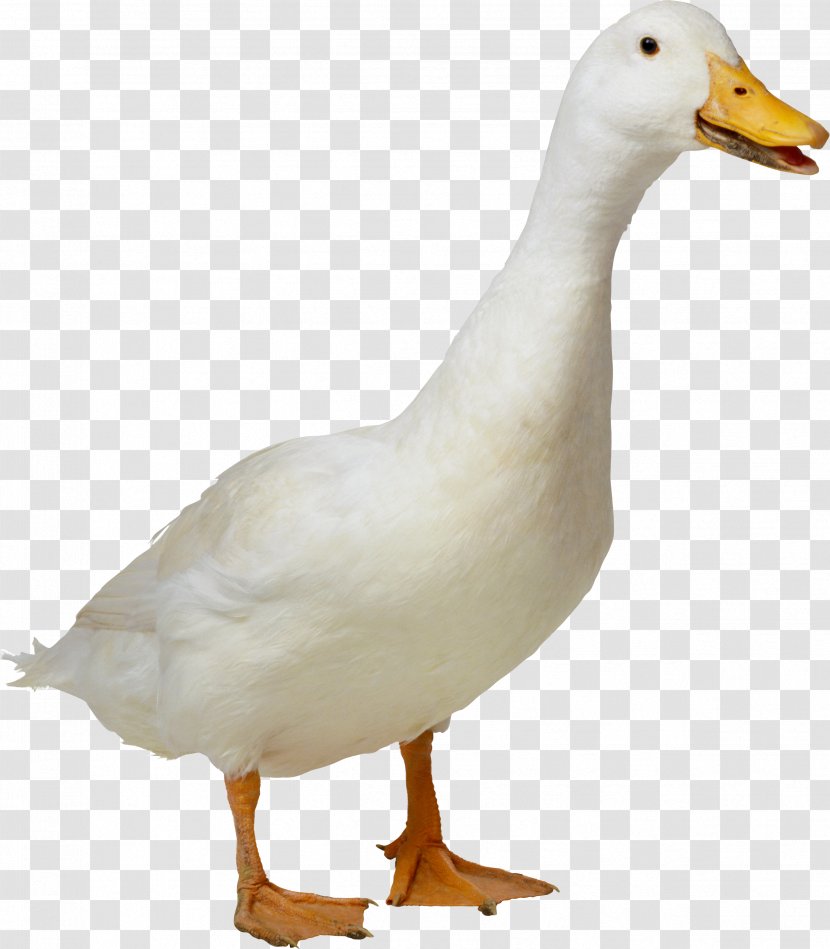 Duck American Pekin - Livestock - White Image Transparent PNG