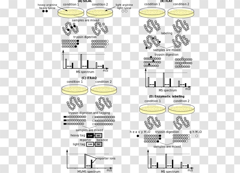 Mass Spectrometry Quantitative Proteomics Isotope-coded Affinity Tag Isobaric For Relative And Absolute Quantitation - Protein Sequencing Transparent PNG