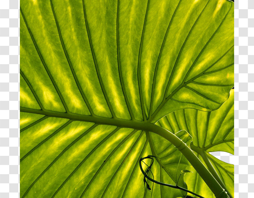 Plant Stem Vegetation Leaf Biome Flora Transparent PNG