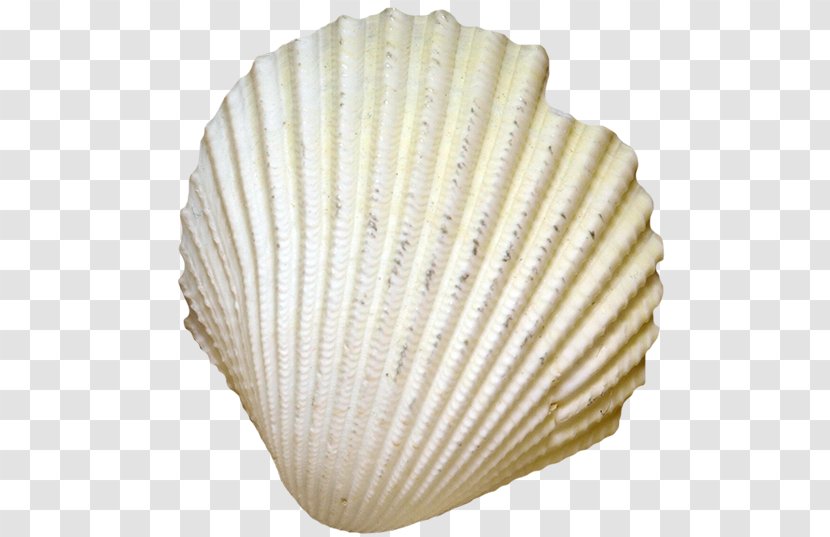 Cockle Seafood Seashell Conch - Seashells Transparent PNG