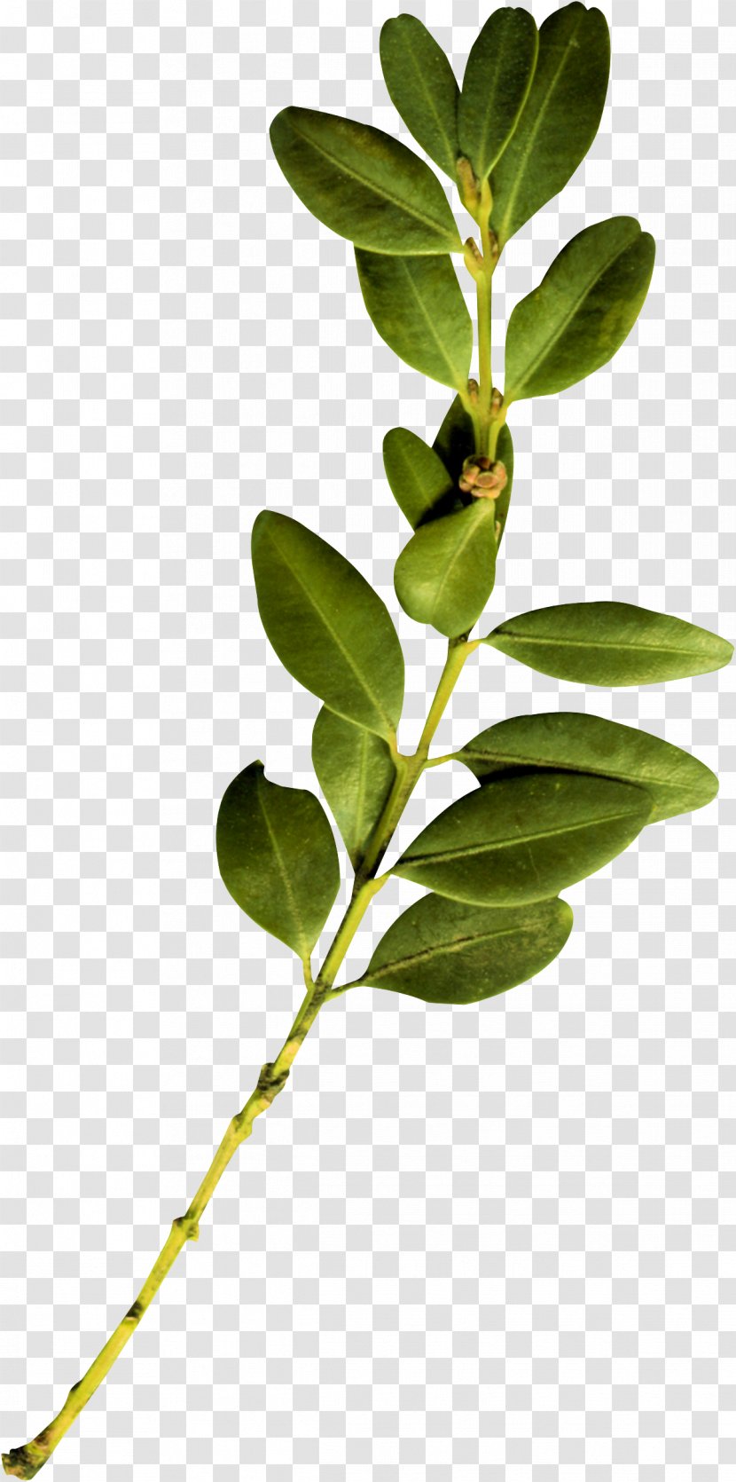 Twig Plant Stem Leaf Transparent PNG
