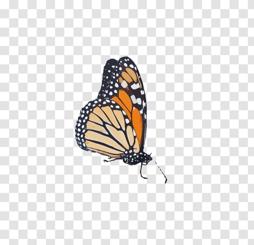 Monarch Butterfly Pieridae Butterflies Queen - Drawing Transparent PNG
