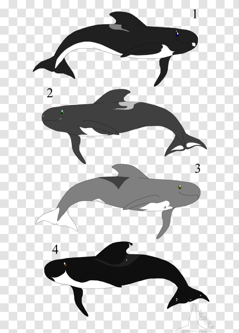 Common Bottlenose Dolphin Tucuxi Porpoise Killer Whale Transparent PNG